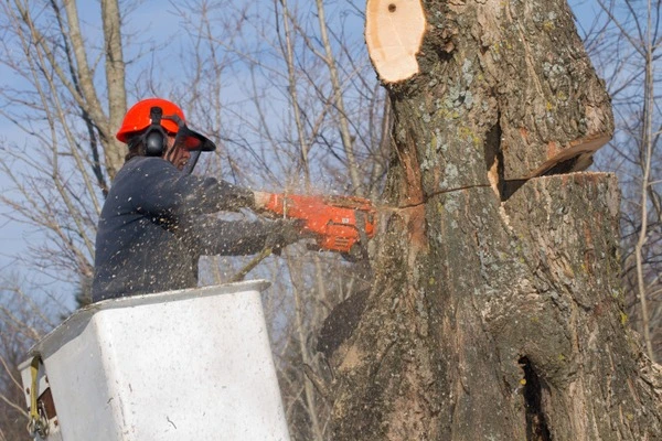 Professional tree expert in Lyons, IL Professional tree expert in Lyons, IL